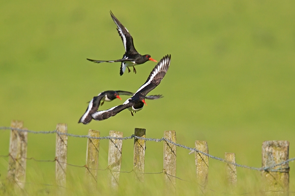 3 Oystercatchers in flight over fence. June '17.