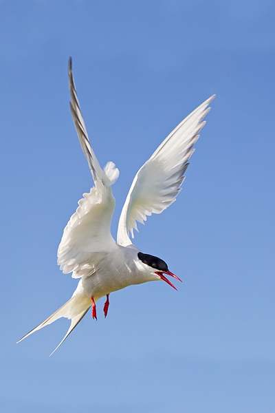Arctic Tern hovering. June '17.