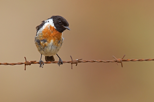 Male Stonechat. Aug. '17.