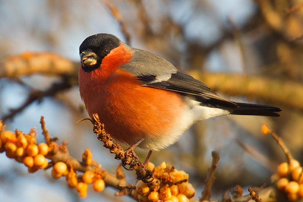 Male Bullfinch feeding on sea buckthorn. Jan '18.