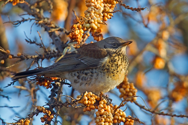 Fieldfare on sea buckthorn. Jan '18.