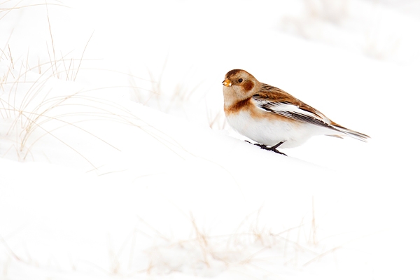 Snow Bunting in snow and grasses. Feb '18.