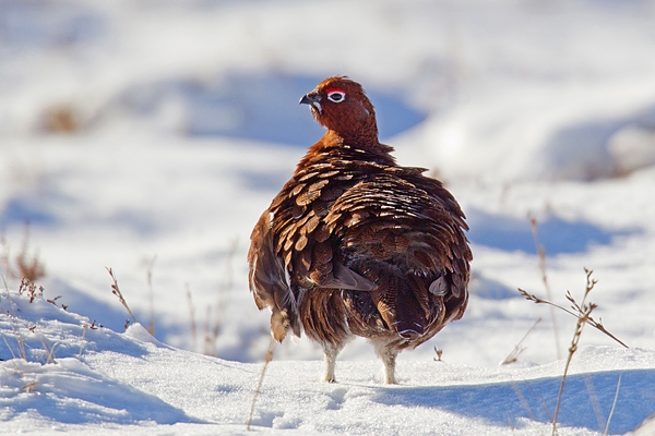 Red Grouse ruffling feathers in the snow. Feb '18.