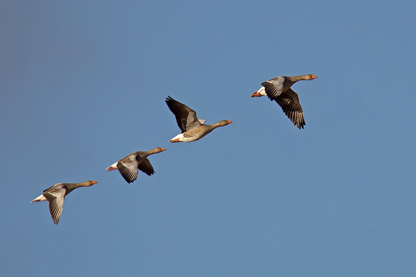 Greylag geese in flight. Feb '18.