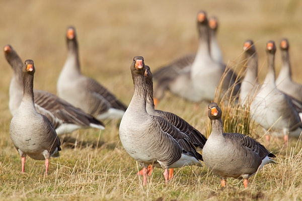 Greylag geese. Feb '18.