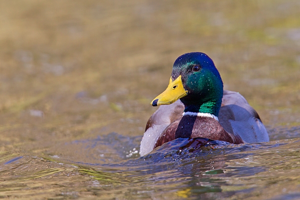 Mallard drake and bow wave. Apr '18.