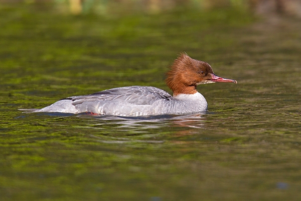 Female Goosander. Apr '18.