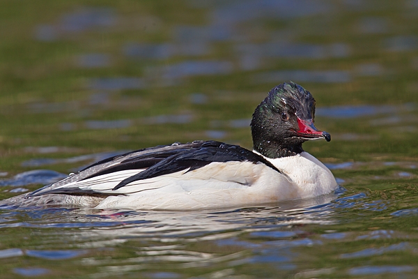 Male Goosander 2. Apr '18.