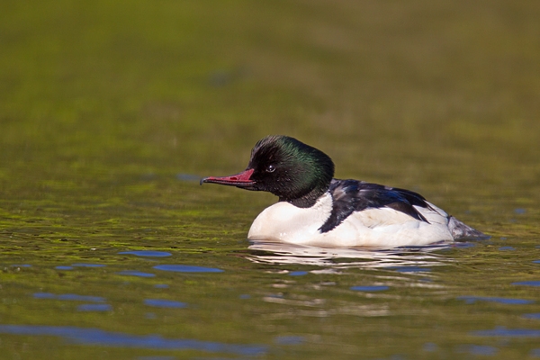 Male Goosander 1. Apr '18.