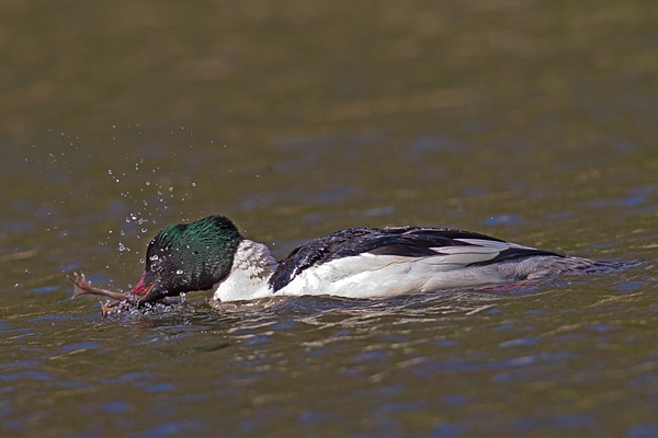 Male Goosander with frog. Apr '18.