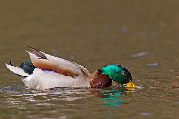 Mallard m feeding. Apr '18.