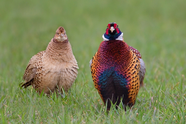 Male and female Pheasants,ruffled. Apr '18.