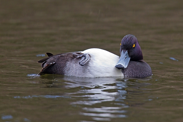 Tufted duck chillin'. Apr '18.