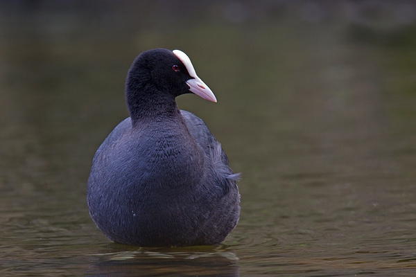 Coot. Apr '18.