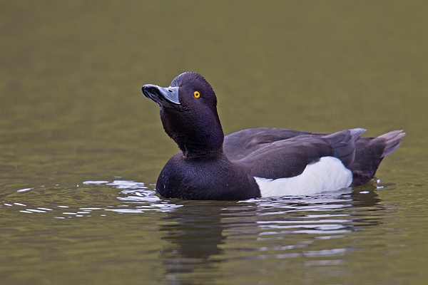 Male Tufted duck drinking. Apr '18.