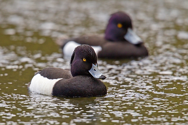 2 Tufted ducks. Apr '18.