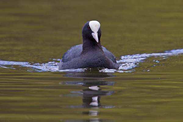 Coot and bow wave. Apr '18.