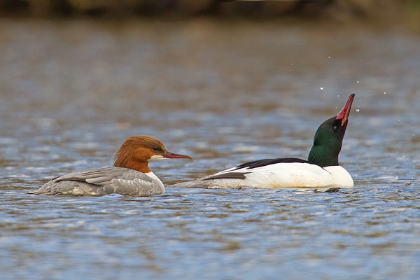 Male and female Goosander. Apr '18.