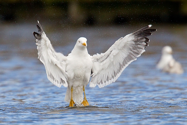 Lesser black backed Gull rising up out of water. Apr '18.