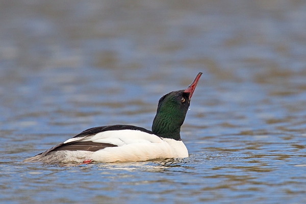 Male Goosander drinking. Apr '18.