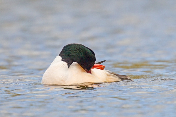 Male Goosander preening. Apr '18.