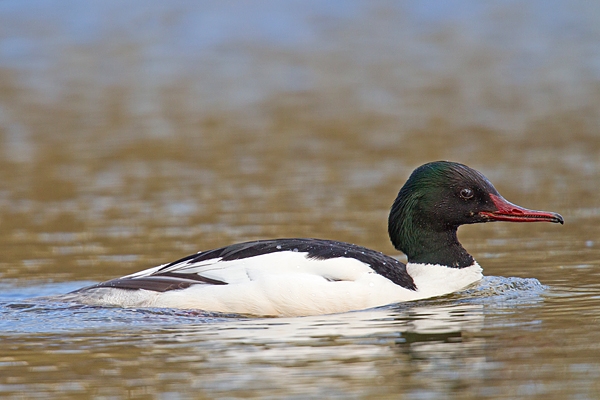 Male Goosander. Apr '18.