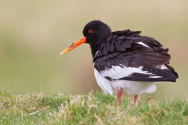 Oystercatcher shaking out. Apr '18.