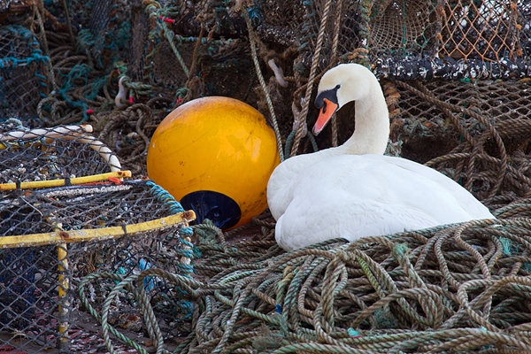Mute Swan amid ropes,pots and buoy. May '18.