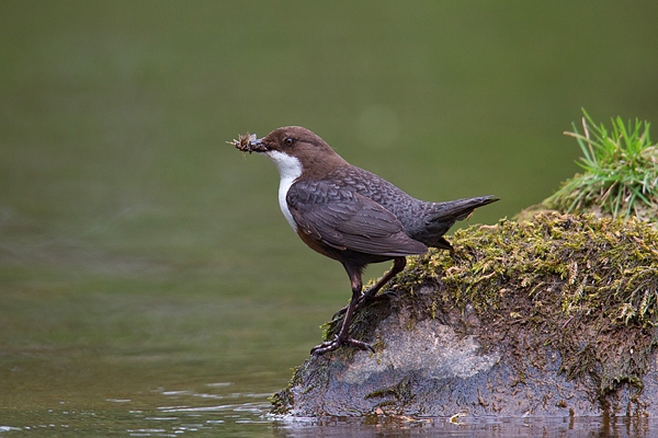 Dipper on rock with food 2. May '18.