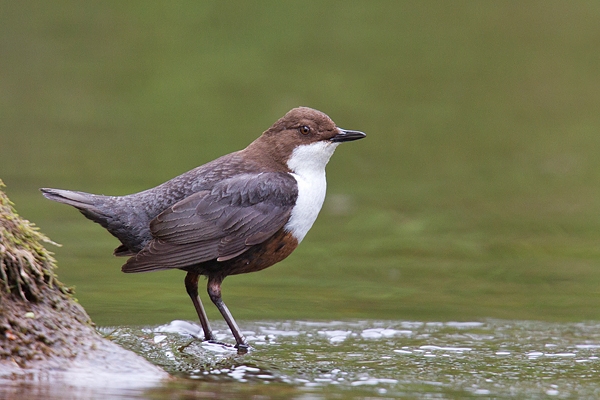 Dipper by rock in river. May '18.