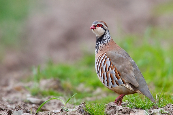Red legged Partridge. May '18.
