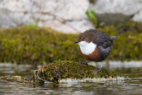 Dipper on mossy rock in river. May '18.