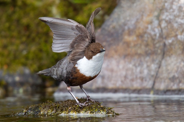 Dipper wing stretching 2. May '18.