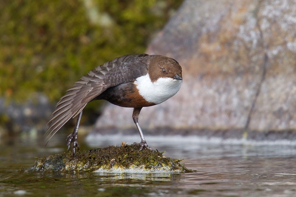Dipper wing stretching 1. May '18.