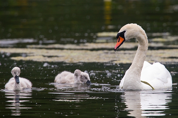 Mute Swan and 2 cygnets. June '18.