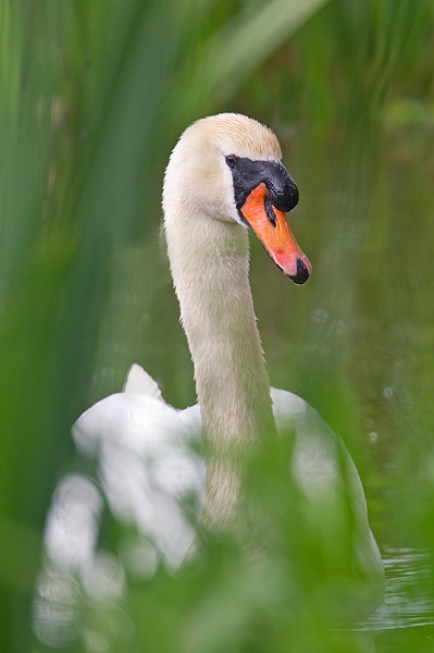 Mute Swan thru the reeds. June '18.