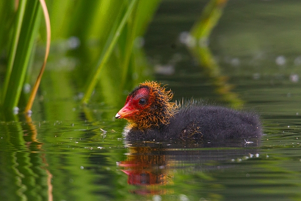 Coot chick. June '18.