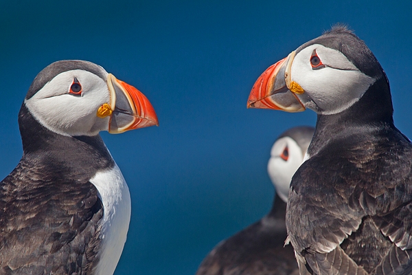Puffin get together. June '18.