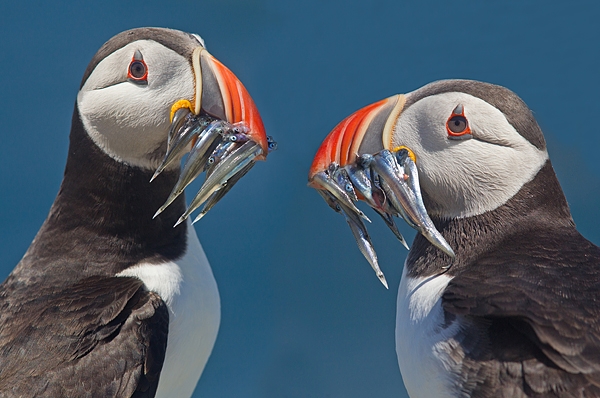 Puffin Double. June '18.