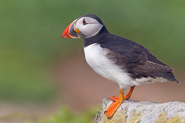 Puffin stood on rock edge. June '18.