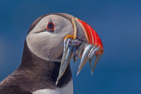 Puffin and sand eels,headshot. June '18.