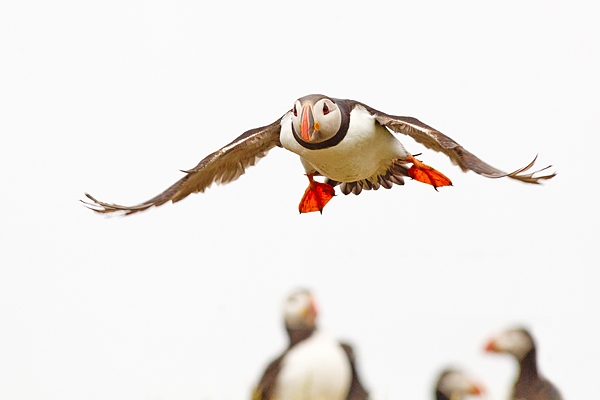 Incoming Puffin. June '18.