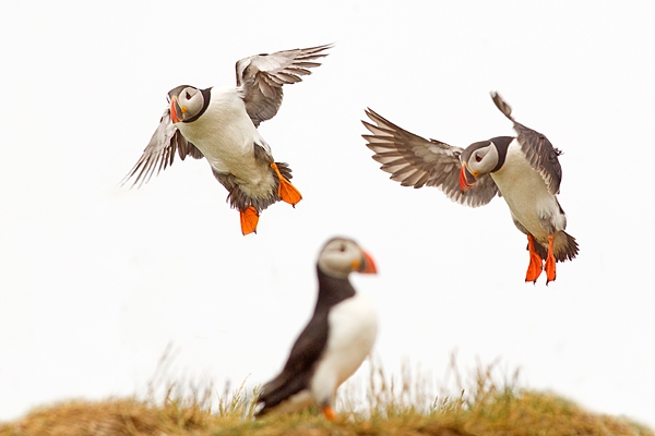 Puffins.Look out below. June '18.