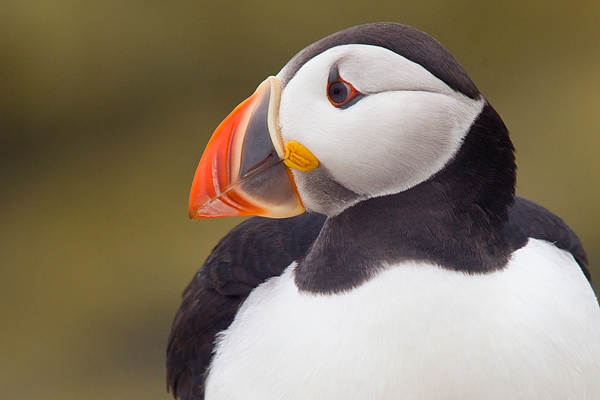 Puffin sat close up. June '18.