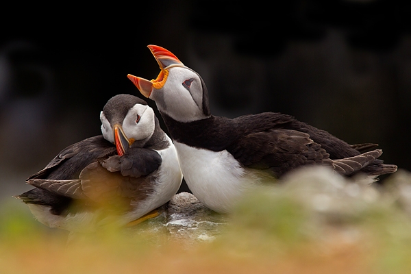 Puffin couple 1. June '18.