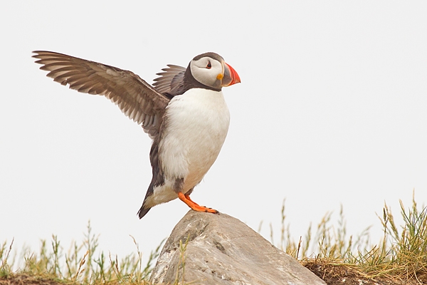 Puffin wing stretching on rock. June '18.