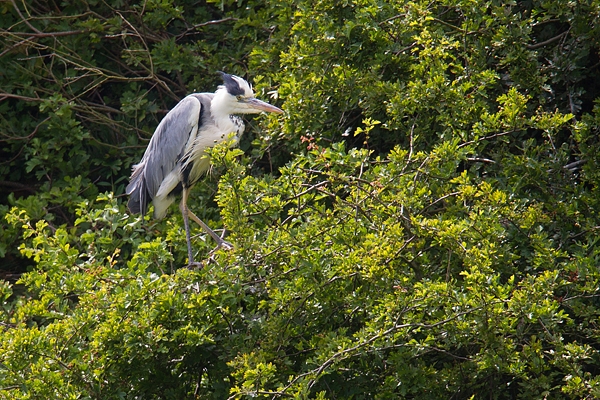 Heron in hawthorn. July '18.