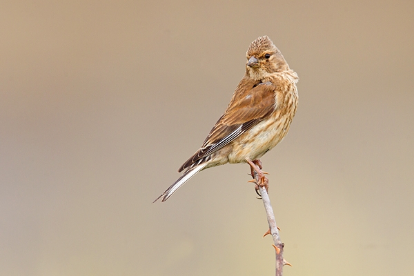 Linnet f 1. July '18.