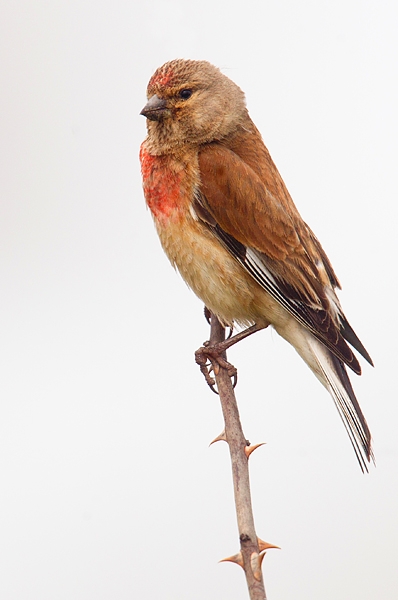 Linnet m 5. July '18.