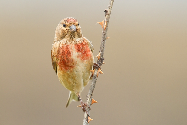 Linnet m 3. July '18.